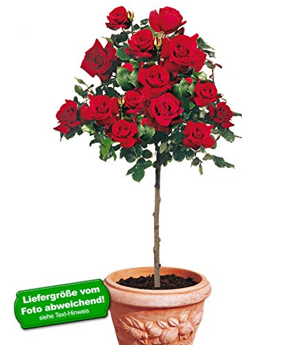 baldur-garten-rosen-stamm-le-rouge-et-le-noir-wurzelnackt image 3