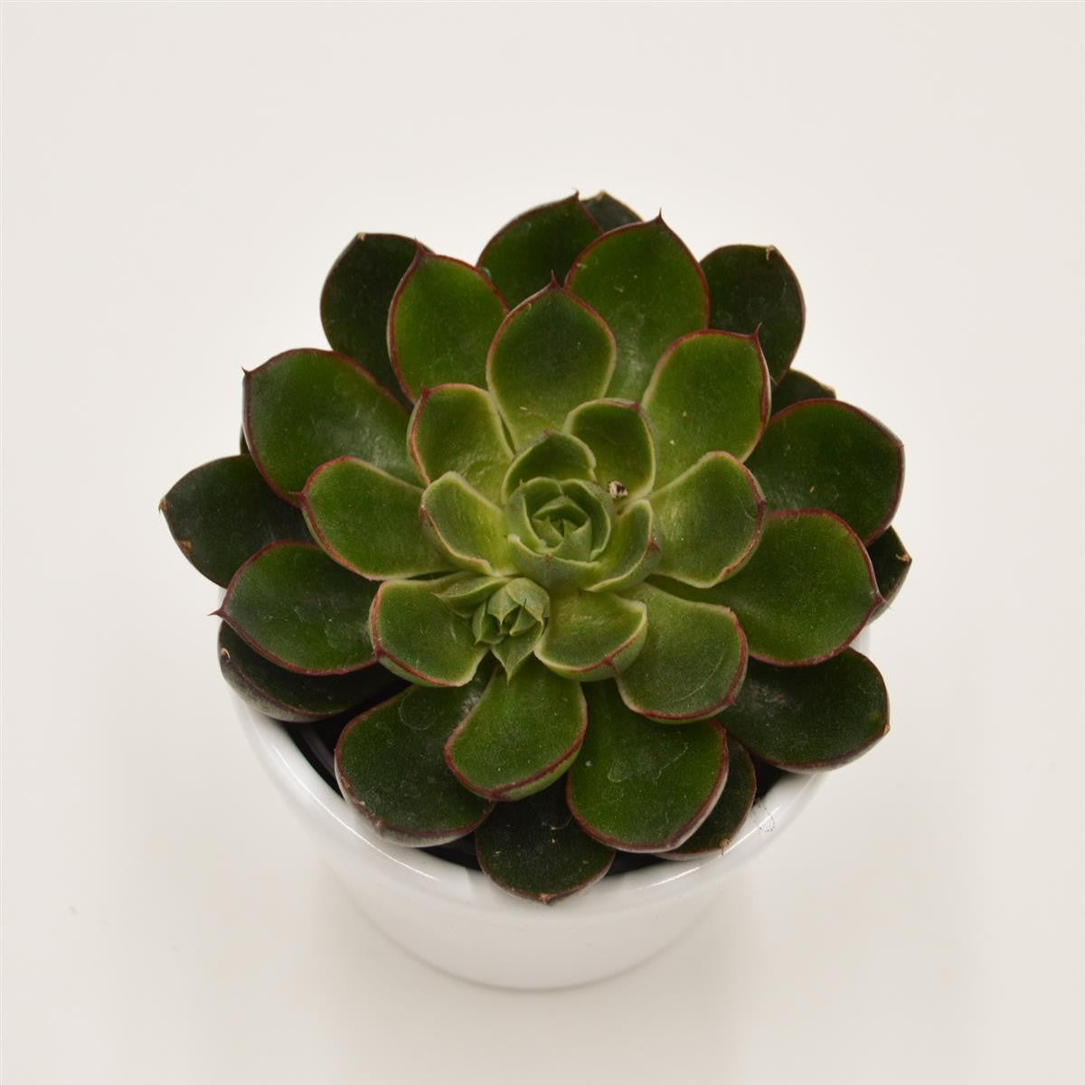pasiora-echeveria-alita-6cm-topf image 2