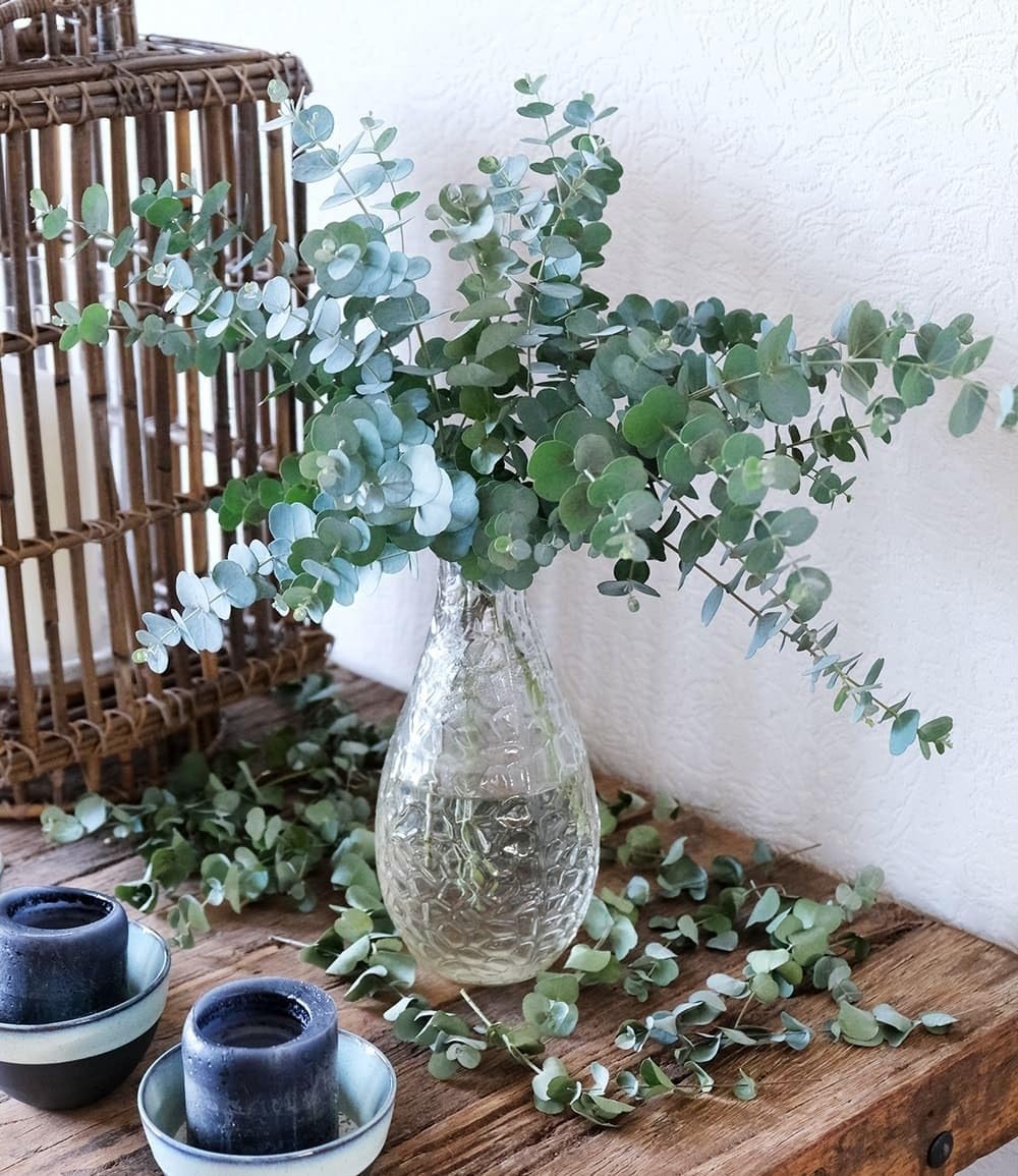 baldur-garten-winterharter-eukalyptus-azura-im-15-cm-topf image 3