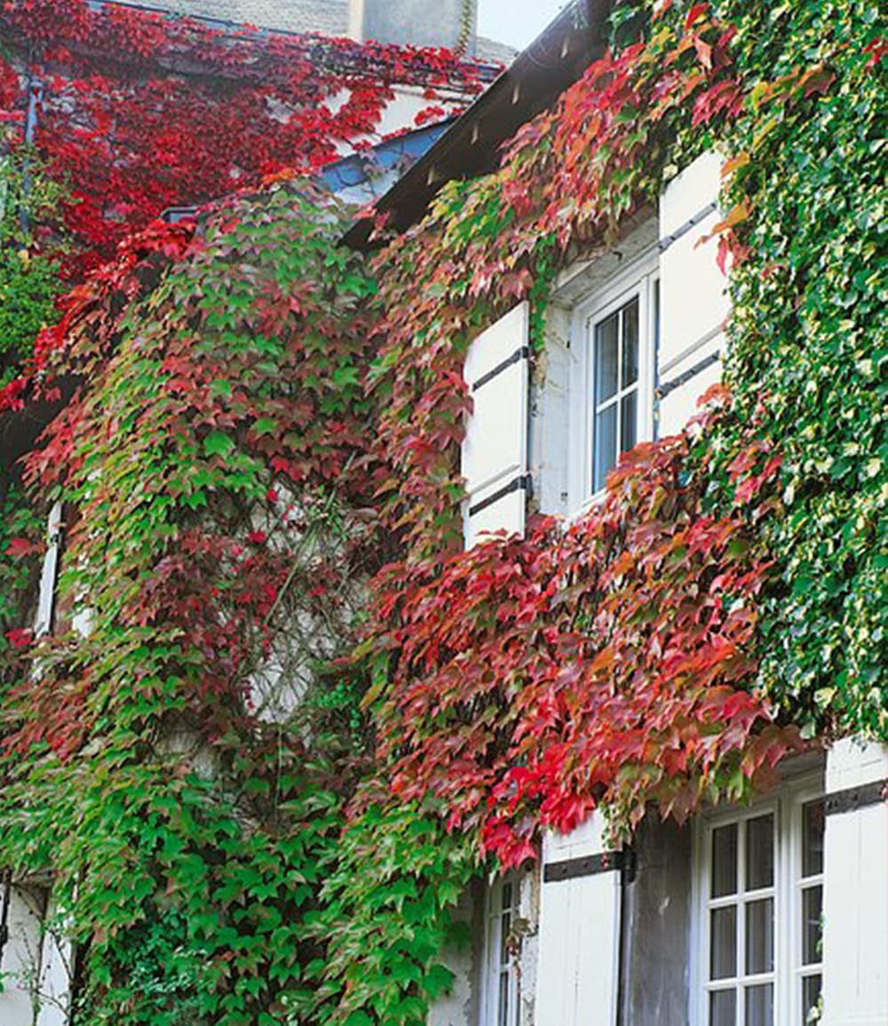 baldur-garten-wilder-wein-veitchii-9x9-cm-topf image 2