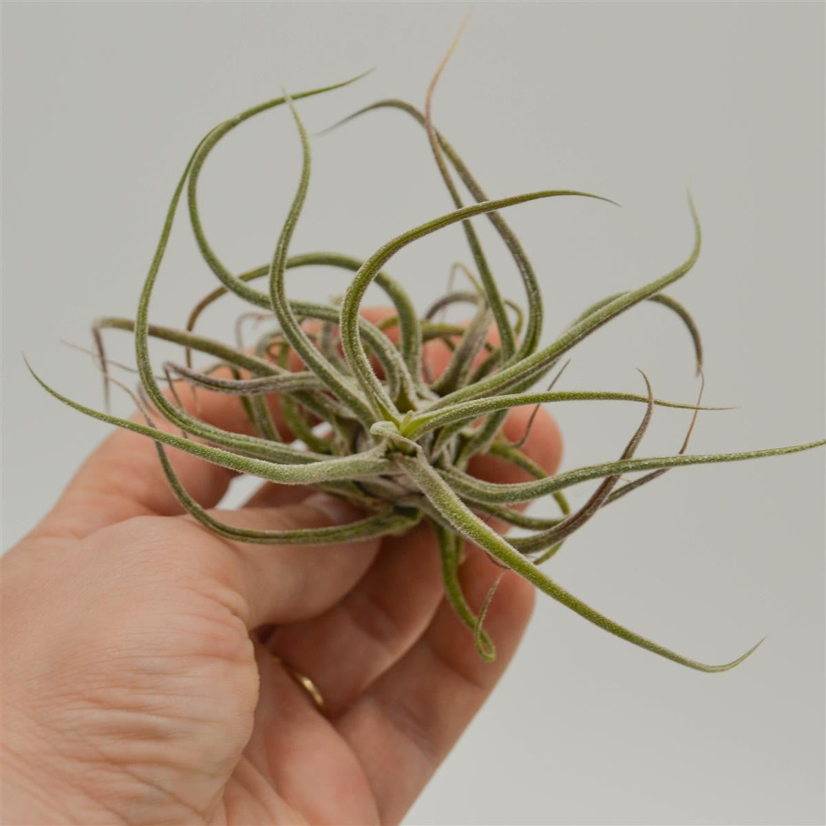pasiora-tillandsia-pruinosa-luftpflanze-bromelie image 2