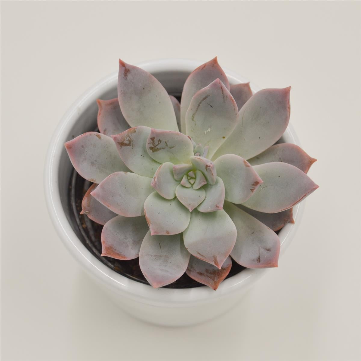 pasiora-x-graptoveria-milky-way-sukkulente-6cm-topf image 1