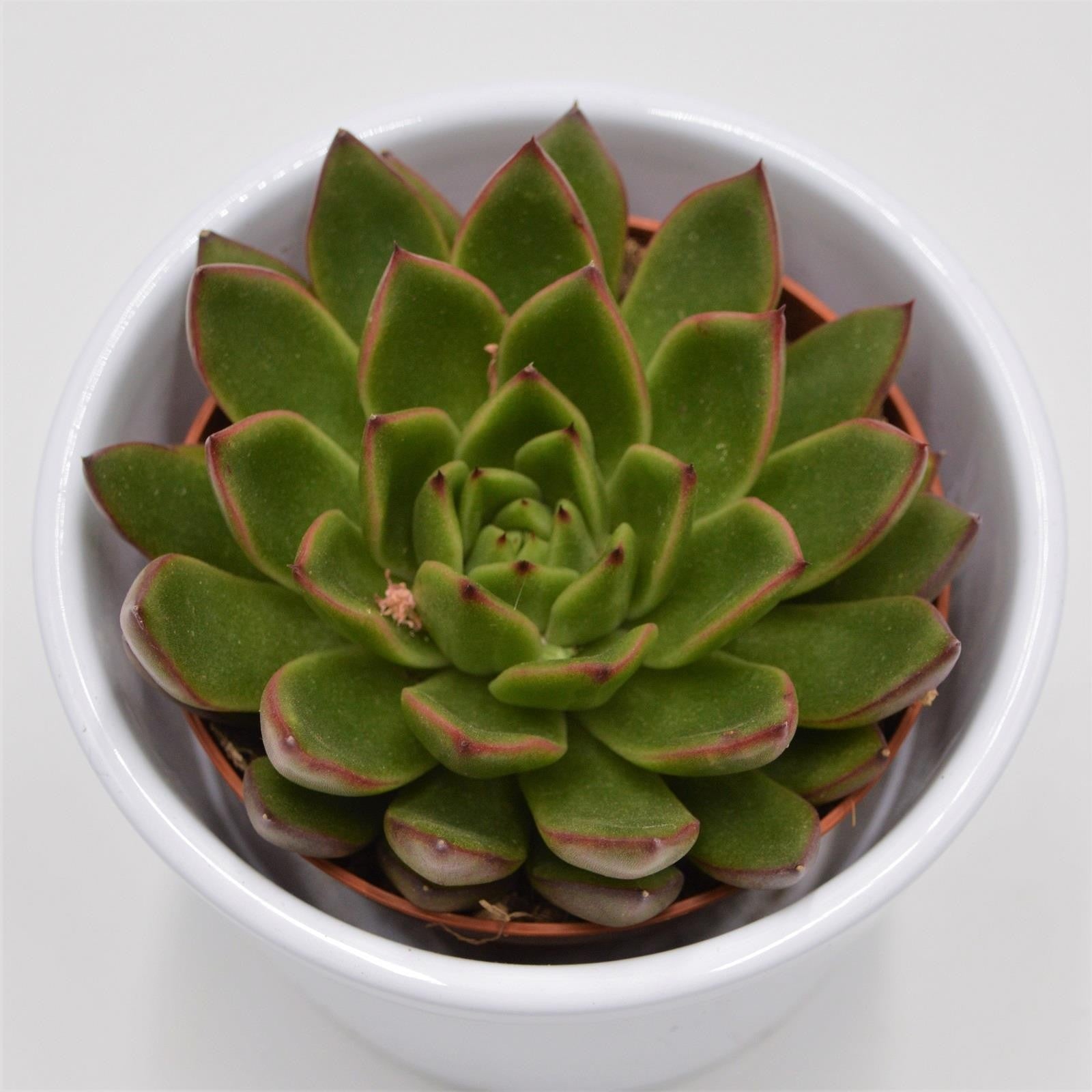 pasiora-echeveria-red-tip-sukkulente-8-5-cm image 2