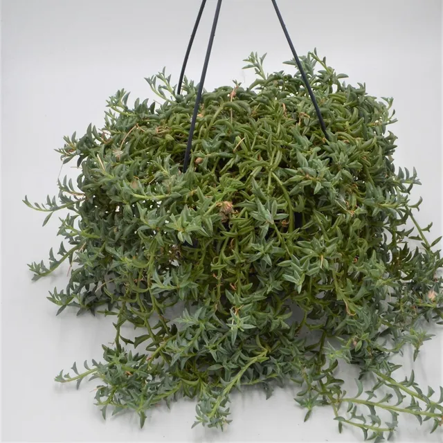 pasiora-senecio-peregrinus-string-of-dolphins-ampel-15-cm image 1