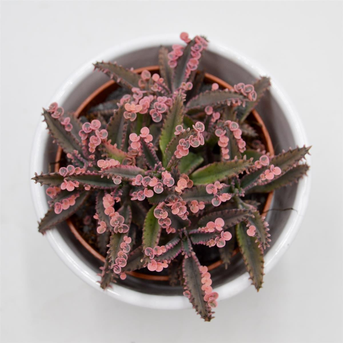 pasiora-kalanchoe-pink-butterfly-brutblatt-8-5-cm-topf image 3