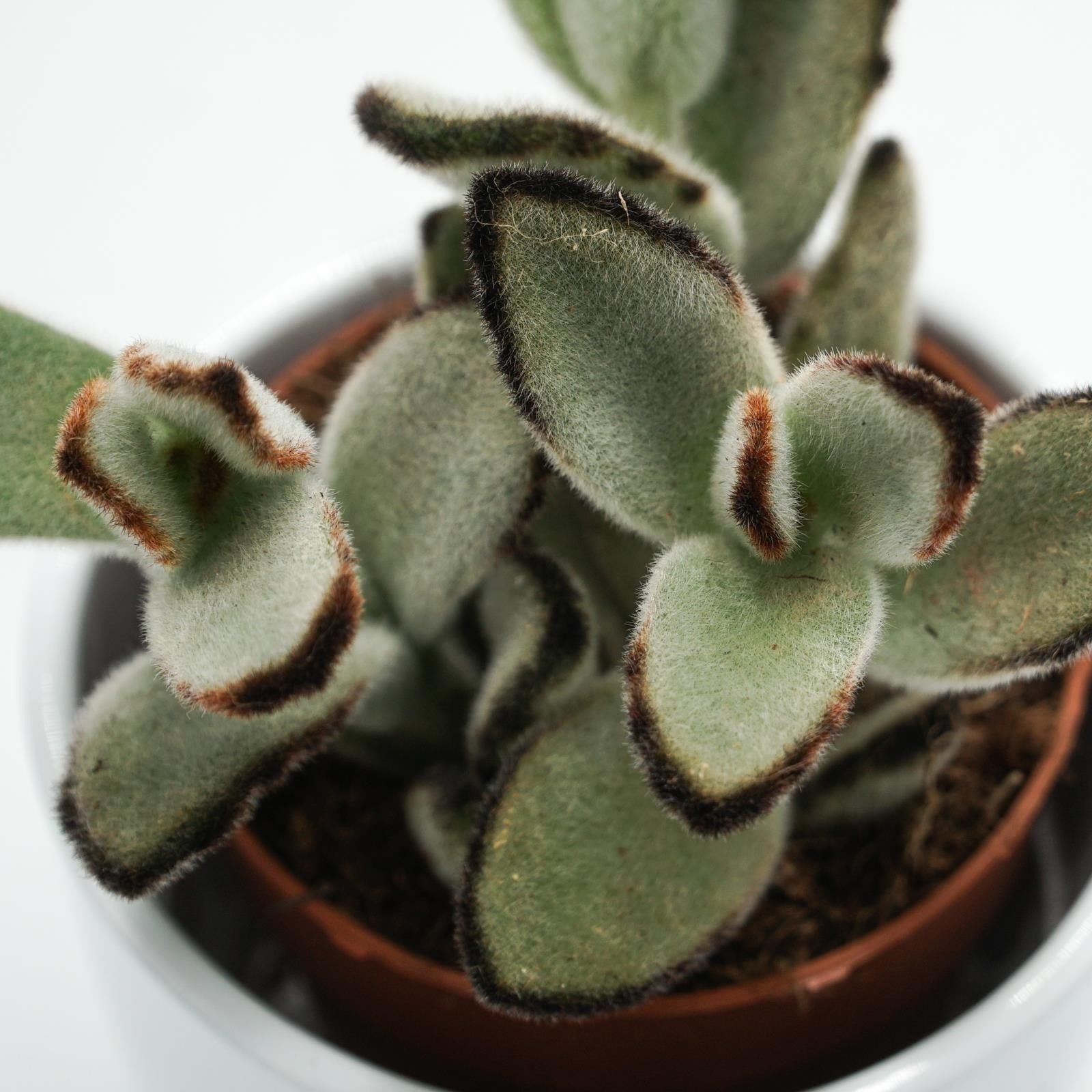 pasiora-kalanchoe-tomentosa-jumbo-sukkulente-8-5cm image 3