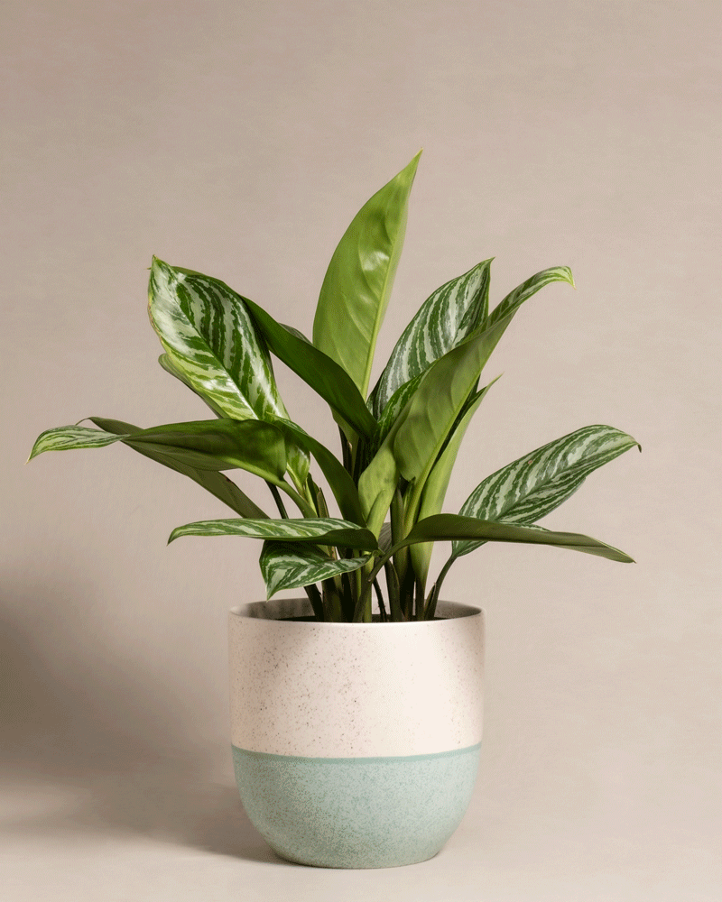 feey-aglaonema-stripes-kolbenfaden-mittel image 5