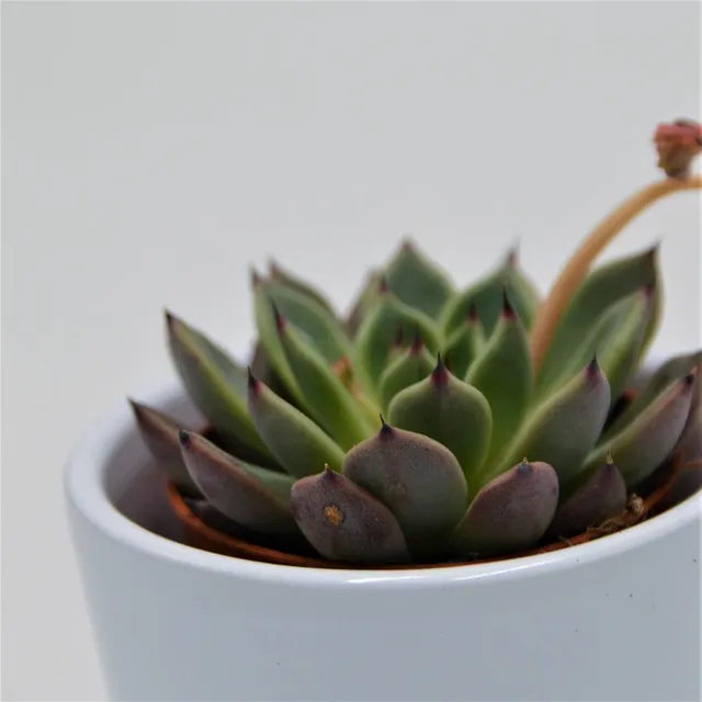 pasiora-echeveria-black-tip-sukkulente-5-5cm image 1