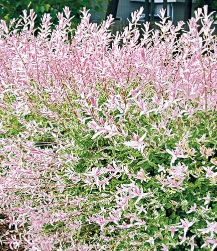 baldur-garten-salix-hecke-hakuro-nishiki-11-cm-topf image 6