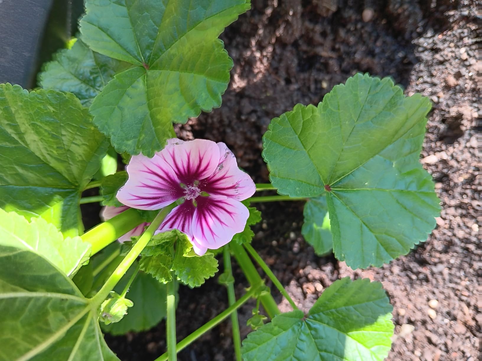Blickfang im Garten