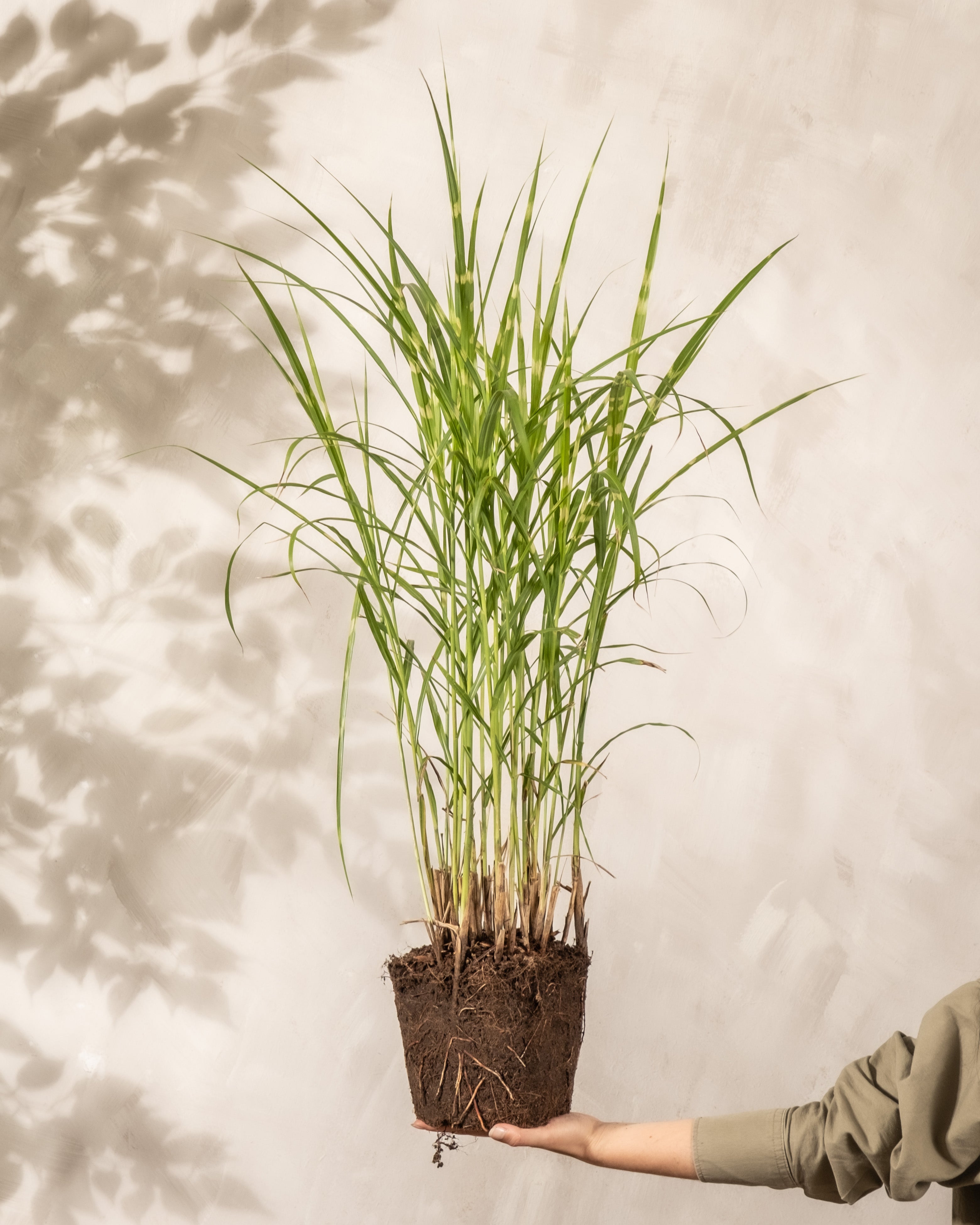 feey-miscanthus-sinensis-strictus-stachelschweingras-1-2-m image 8