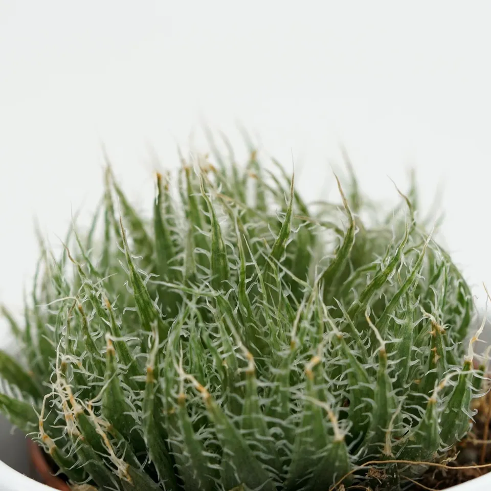 pasiora-aloe-arachnoidea-sukkulente-im-5-5cm-topf image 1