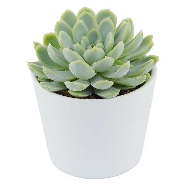pasiora-echeveria-elegans-sukkulente-im-5-5cm-topf image 3