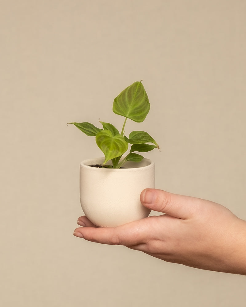 feey-philodendron-verrucosum-incensi-babypflanze-im-6-cm-topf image 1