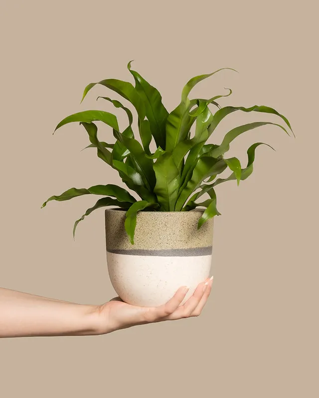 feey-kleiner-nestfarn-asplenium-nidus-zimmerpflanze image 1