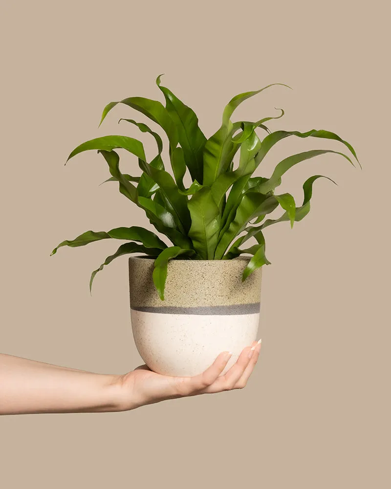 feey-kleiner-nestfarn-asplenium-nidus-zimmerpflanze image 1