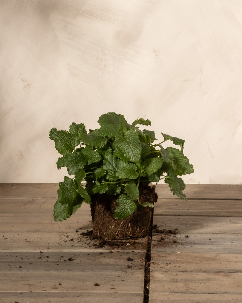 feey-zitronenmelisse-melissa-officinalis-kr-uterpflanze-essbar image 3