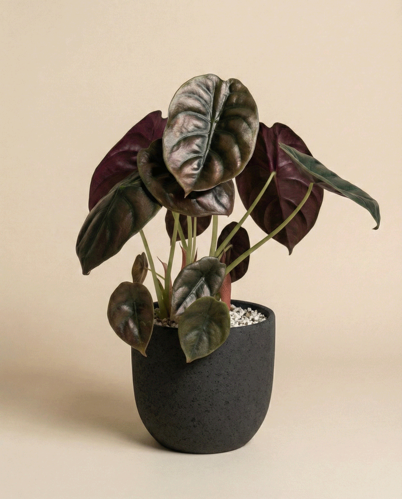 feey-alocasia-red-secret-schweizer-gew-chs-klein-mittel image 5