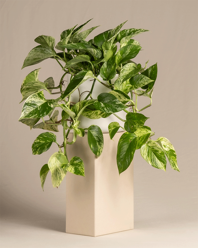 feey-gro-e-efeutute-marble-queen-h-ngepflanze image 8