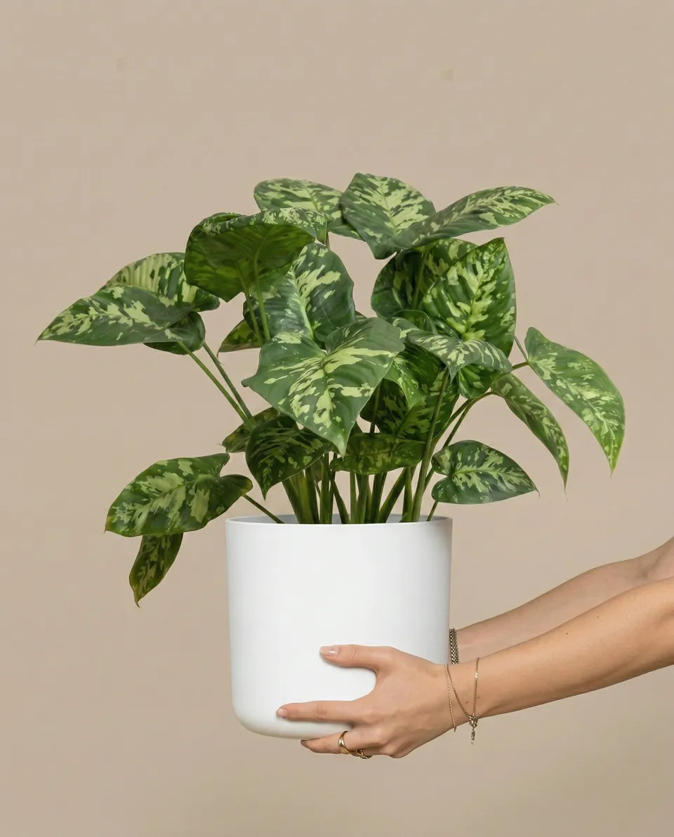 feey-homalomena-candid-zimmerpflanze image 1