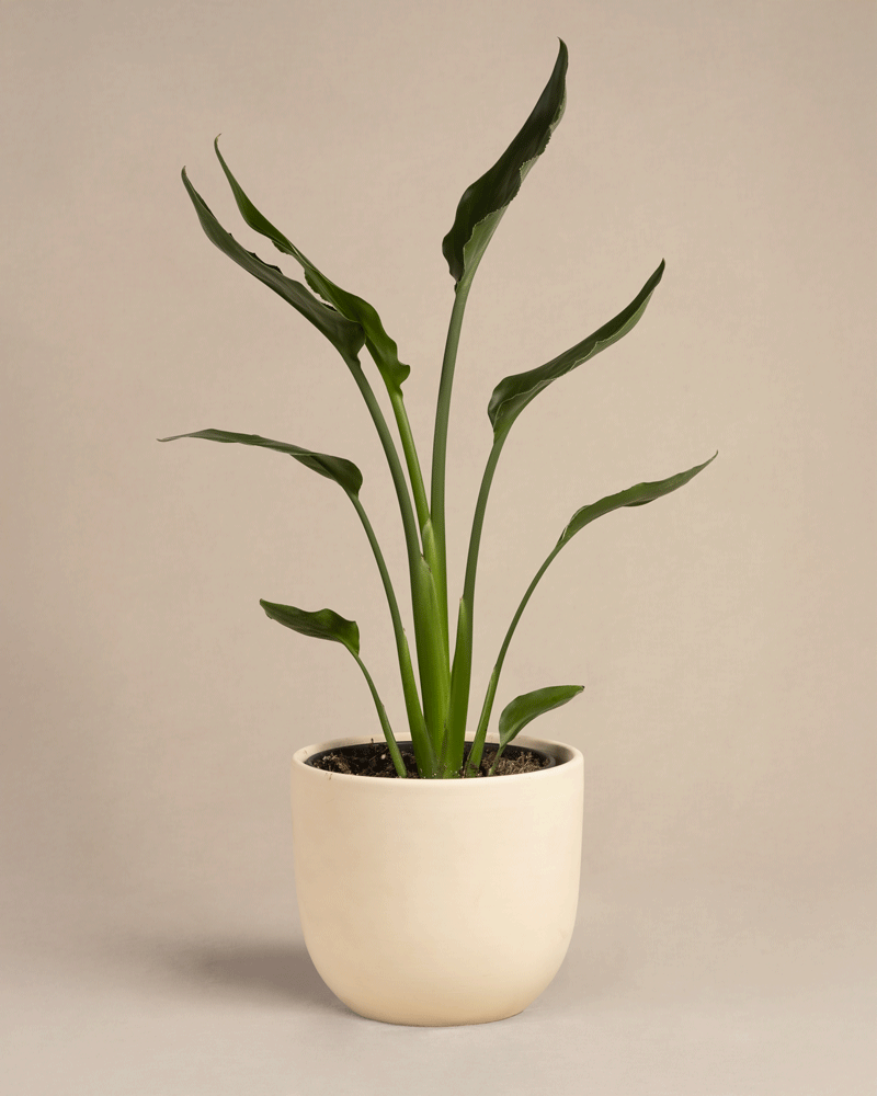 feey-strelitzia-reginae-paradiesvogelblume-mittel image 7