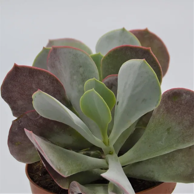 pasiora-cotyledon-orbiculata-gro-e-sukkulente-13cm image 1