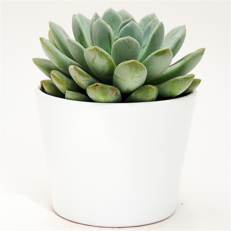 pasiora-x-pachyveria-linda-sukkulente-im-10-5cm-topf image 3