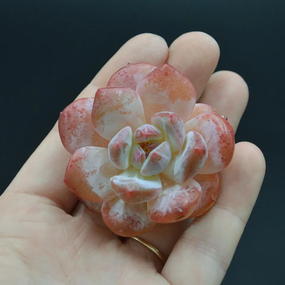 pasiora-echeveria-monroe-sukkulente-indoor-steckling-zum-nachwachsen image 1