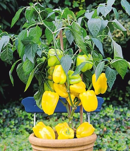 baldur-garten-veredelter-gelber-snack-paprika-1-pflanze-im-10-5-cm-topf image 4