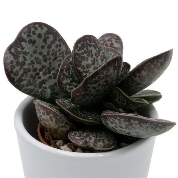 pasiora-adromischus-trigynus-sukkulente-5-5cm-topf image 1