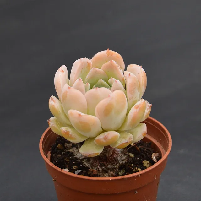 pasiora-echeveria-amazing-grace-sukkulente-einzelst-ck-indoor image 1
