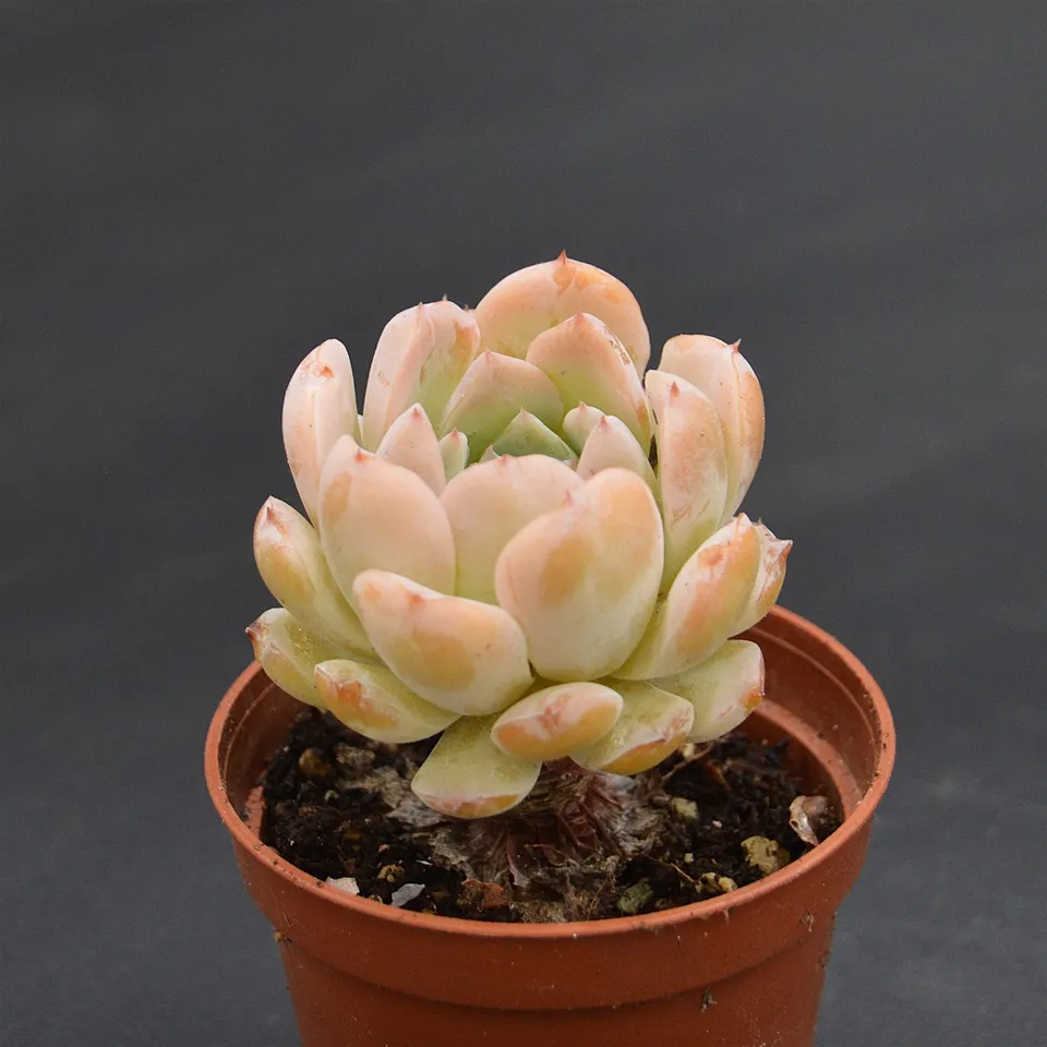 pasiora-echeveria-amazing-grace-sukkulente-einzelst-ck-indoor image 1