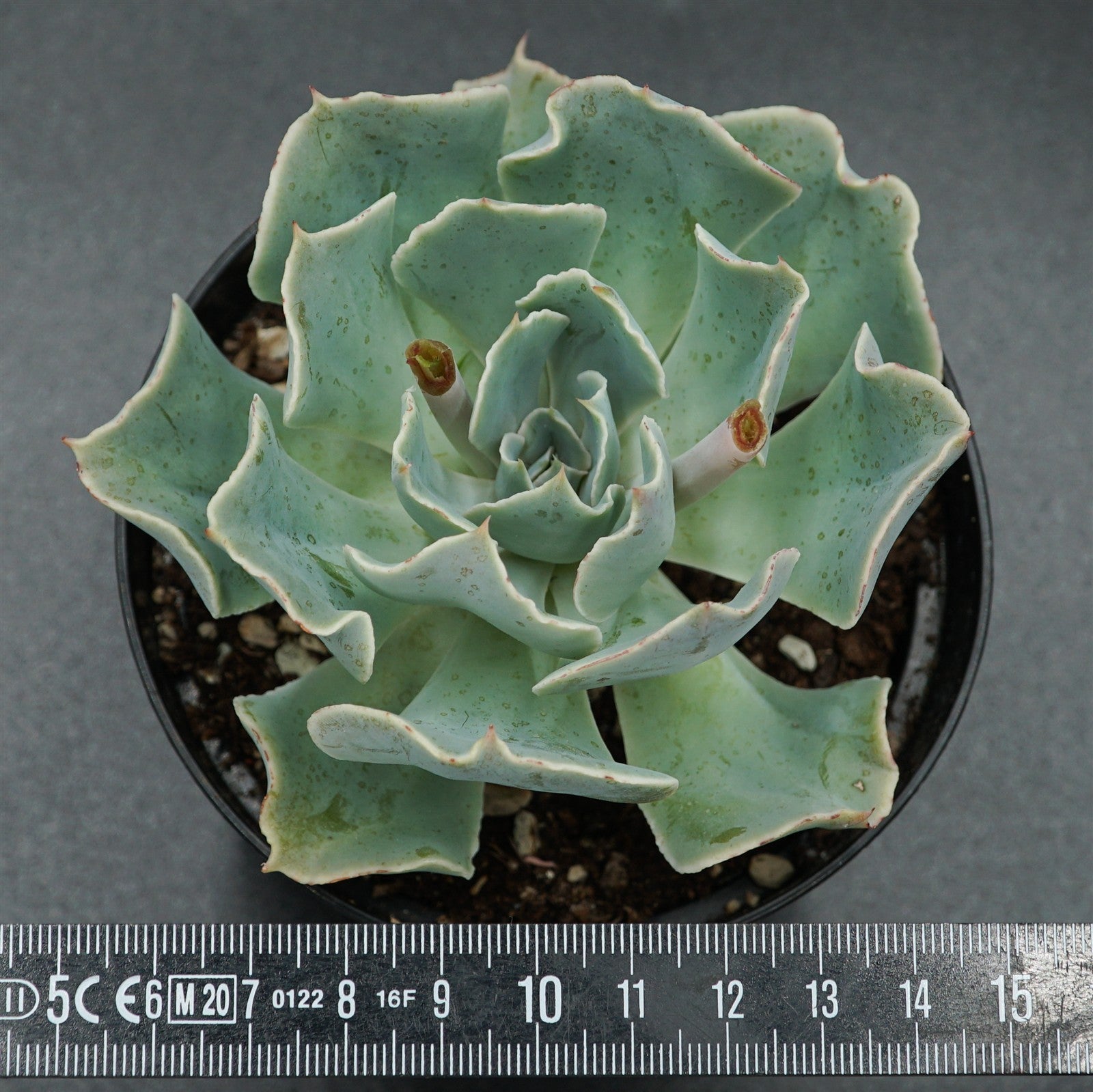 pasiora-echeveria-tsunami-rarit-t-einzelst-ck-indoor image 2