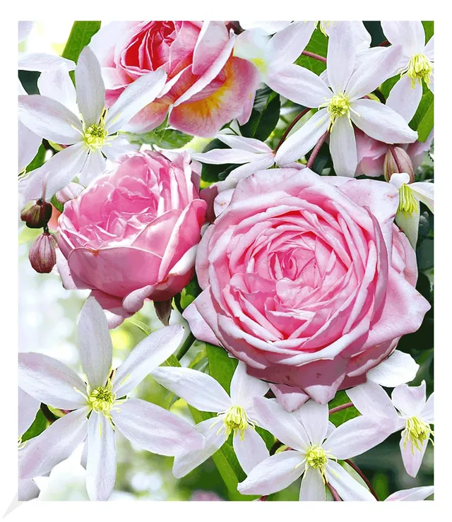 baldur-garten-2er-set-clematis-armandii-rose-nah-ma image 1