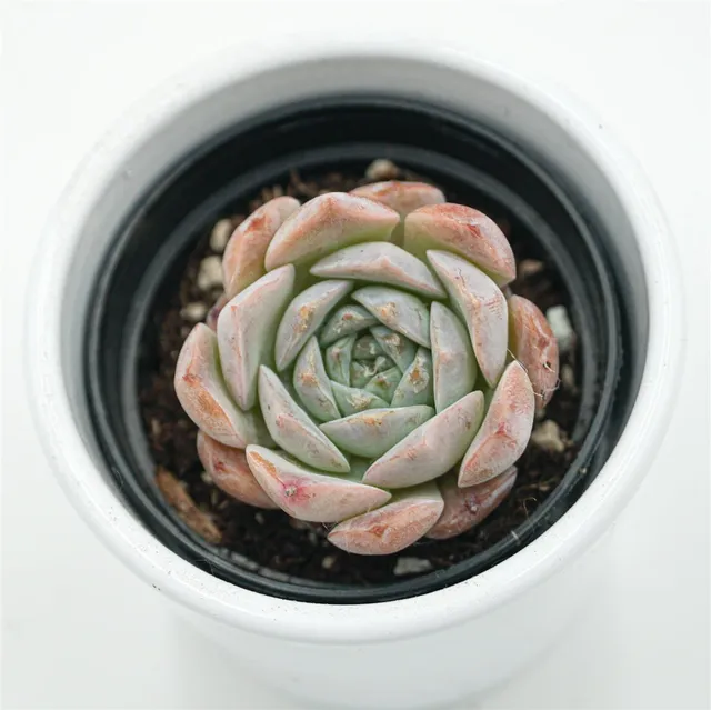 pasiora-echeveria-grace-surprise-sukkulente-im-6cm-topf image 1