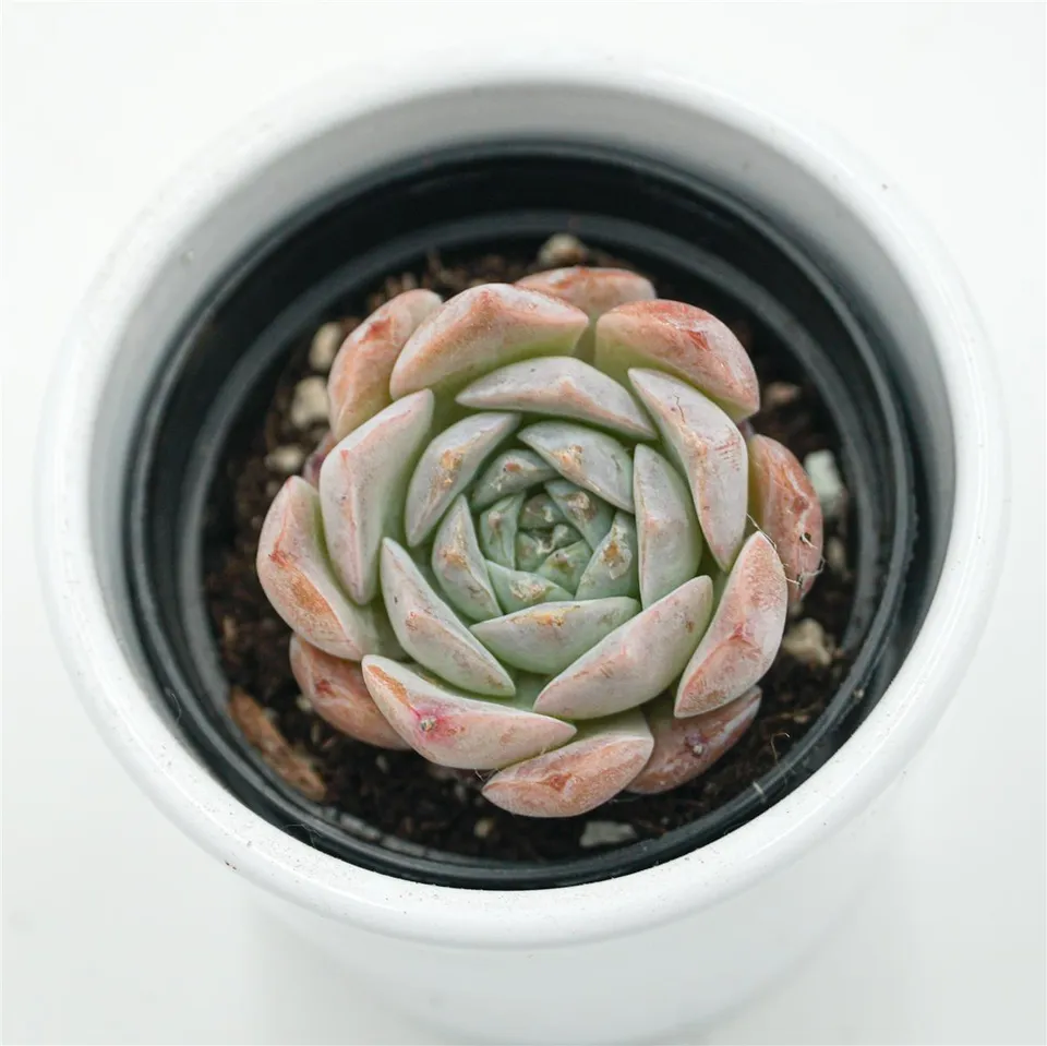 pasiora-echeveria-grace-surprise-sukkulente-im-6cm-topf image 1