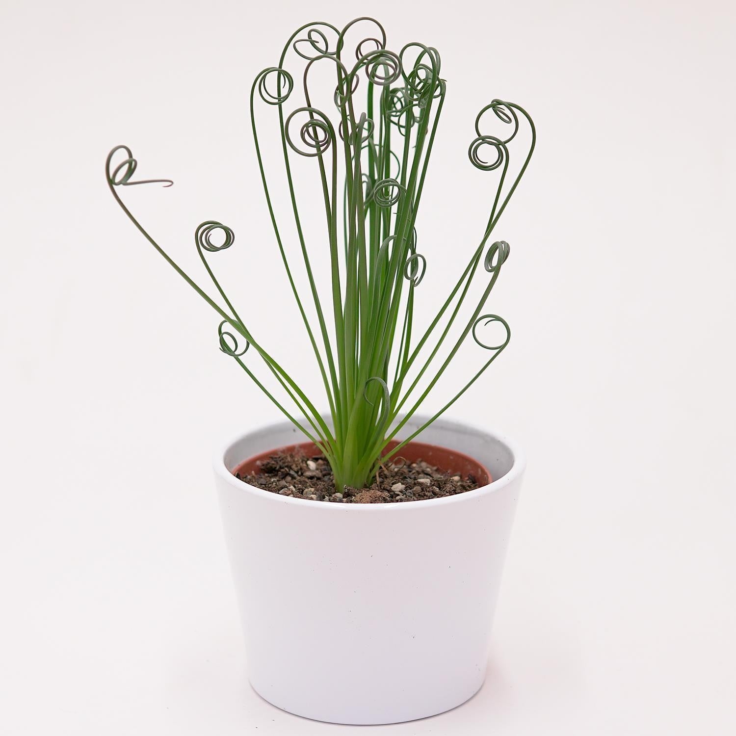 pasiora-albuca-spiralis-frizzle-sizzle-sukkulente-10-5-cm image 3