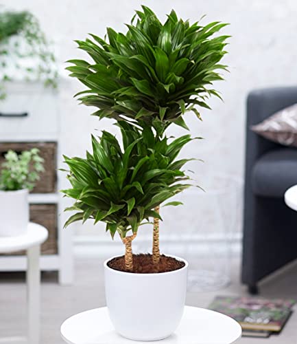 baldur-garten-dracaena-compacta-zimmerpflanze-ca-55-cm-im-19-cm-topf image 5