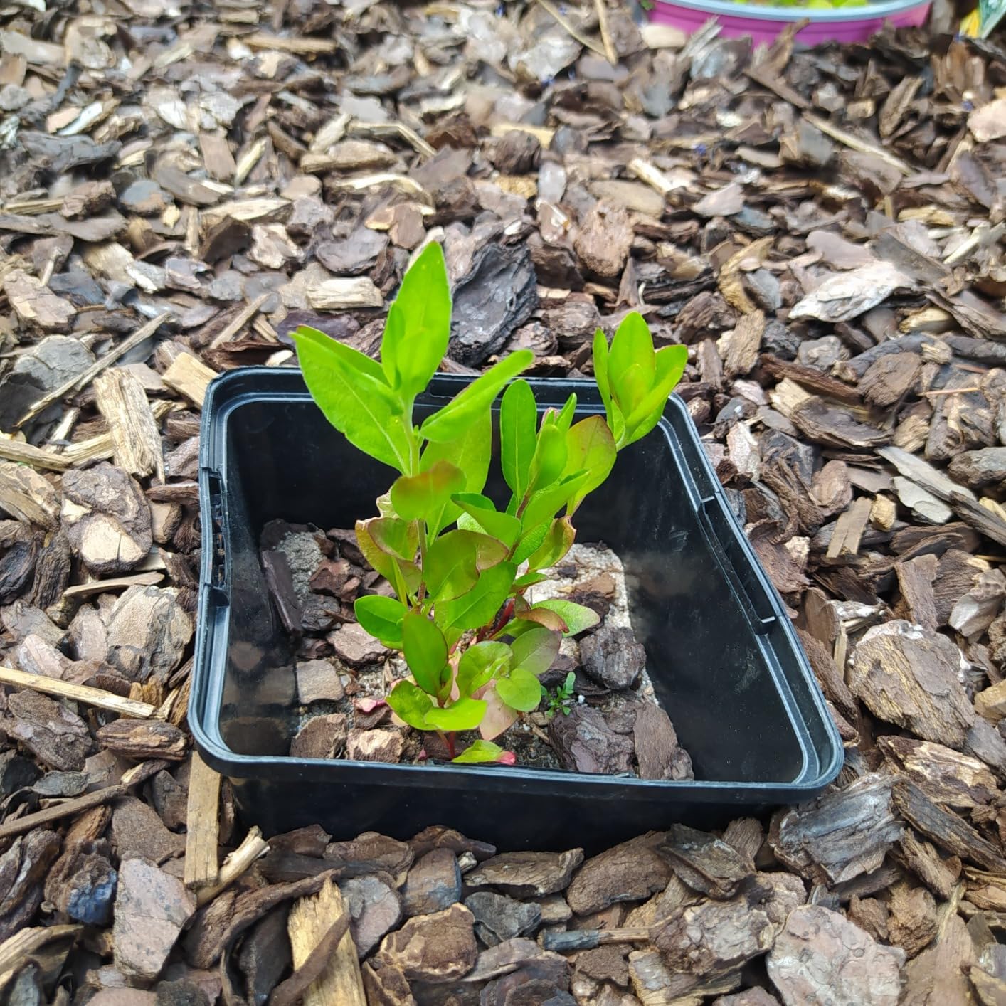 Schön für Insekten