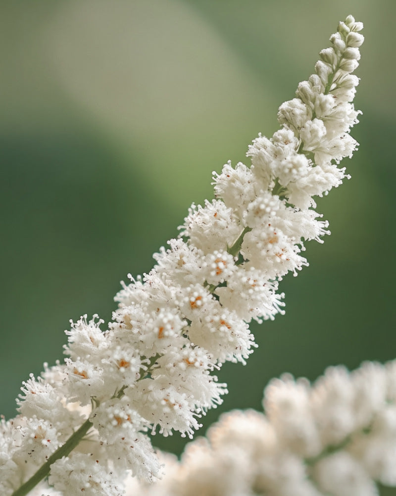 feey-astilbe-wei-knollen-pflanze-f-r-schatten image 2