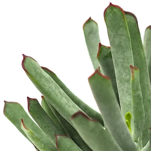 pasiora-cotyledon-octopus-sukkulente-12cm-topf image 1