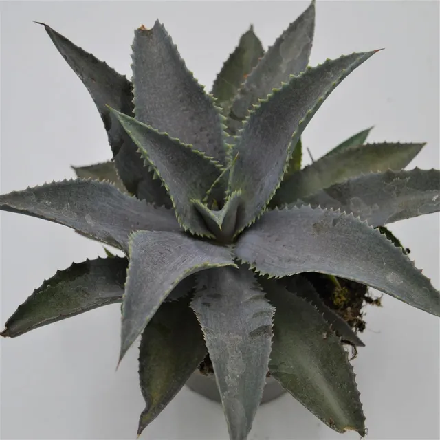 pasiora-x-mangave-silver-fox-hybride-im-13cm-topf image 1