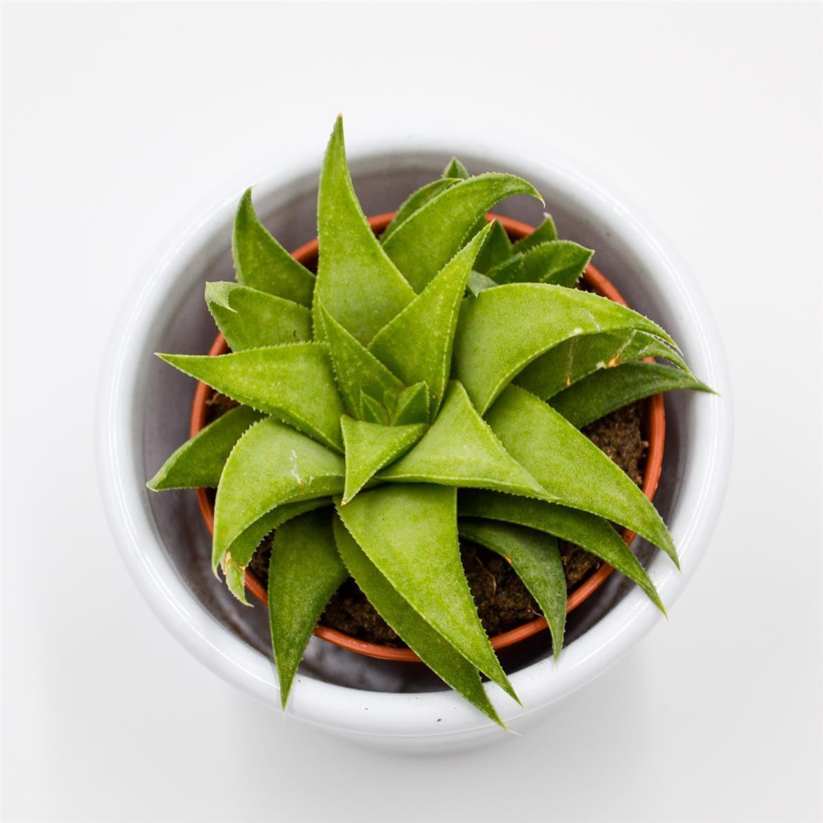 pasiora-haworthia-angustifolia-var-baylissii-sukkulente-5-5cm image 1