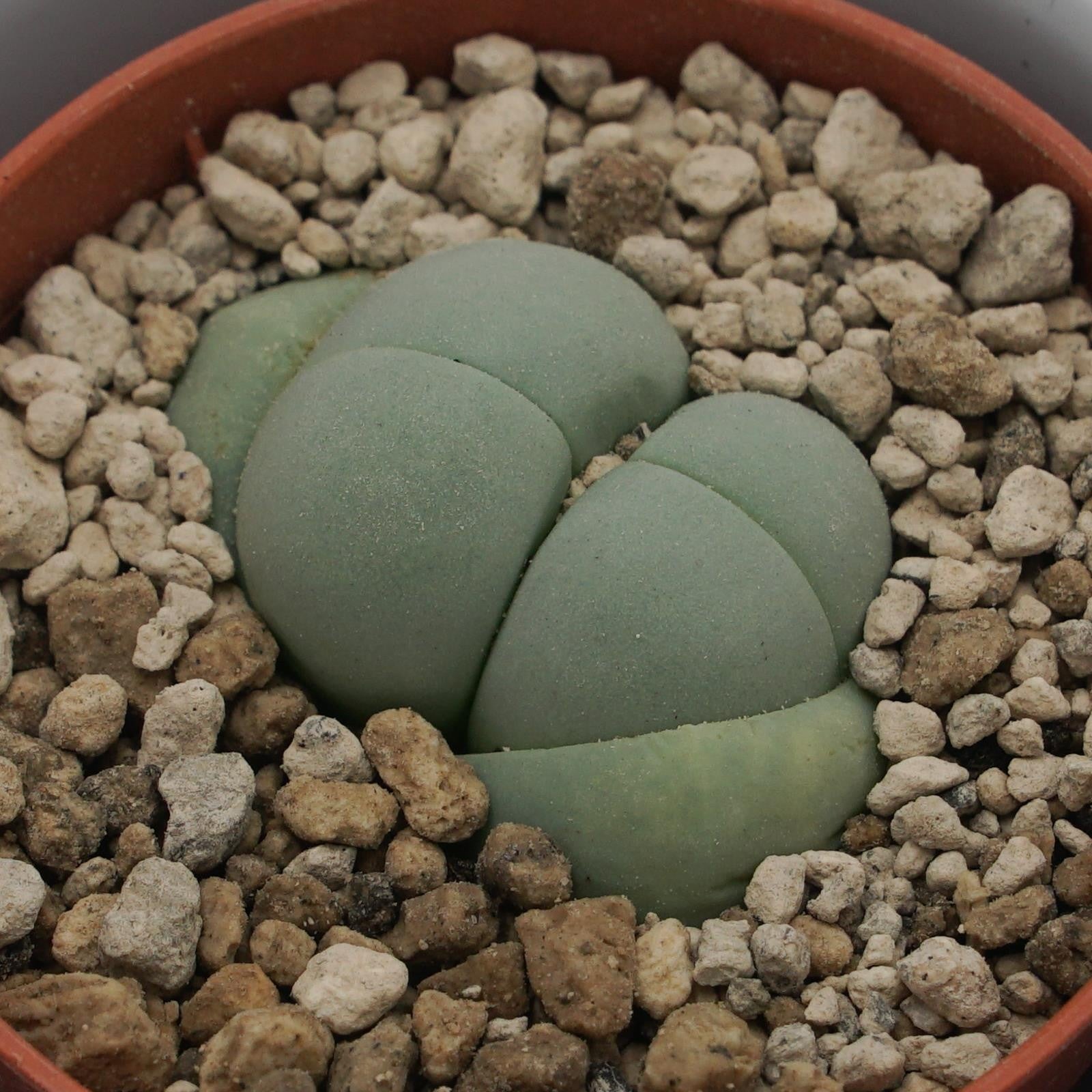 pasiora-dinteranthus-microspermus-subsp-puberulus-5-5cm image 2