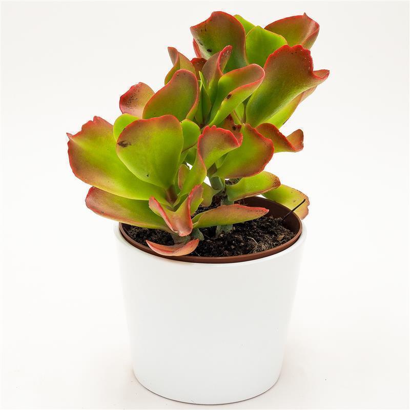 pasiora-kalanchoe-vivien-sukkulente-13-cm-topf image 2