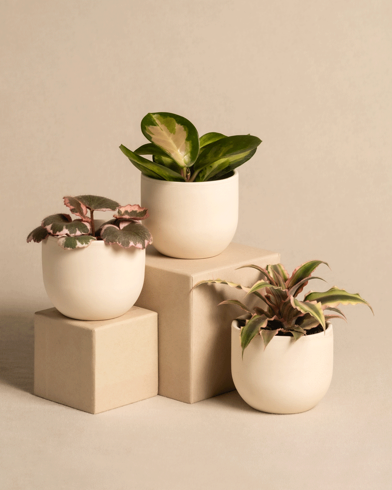 feey-rosa-babypflanzen-3er-set-mit-cryptanthus-hoya-saxifraga image 5