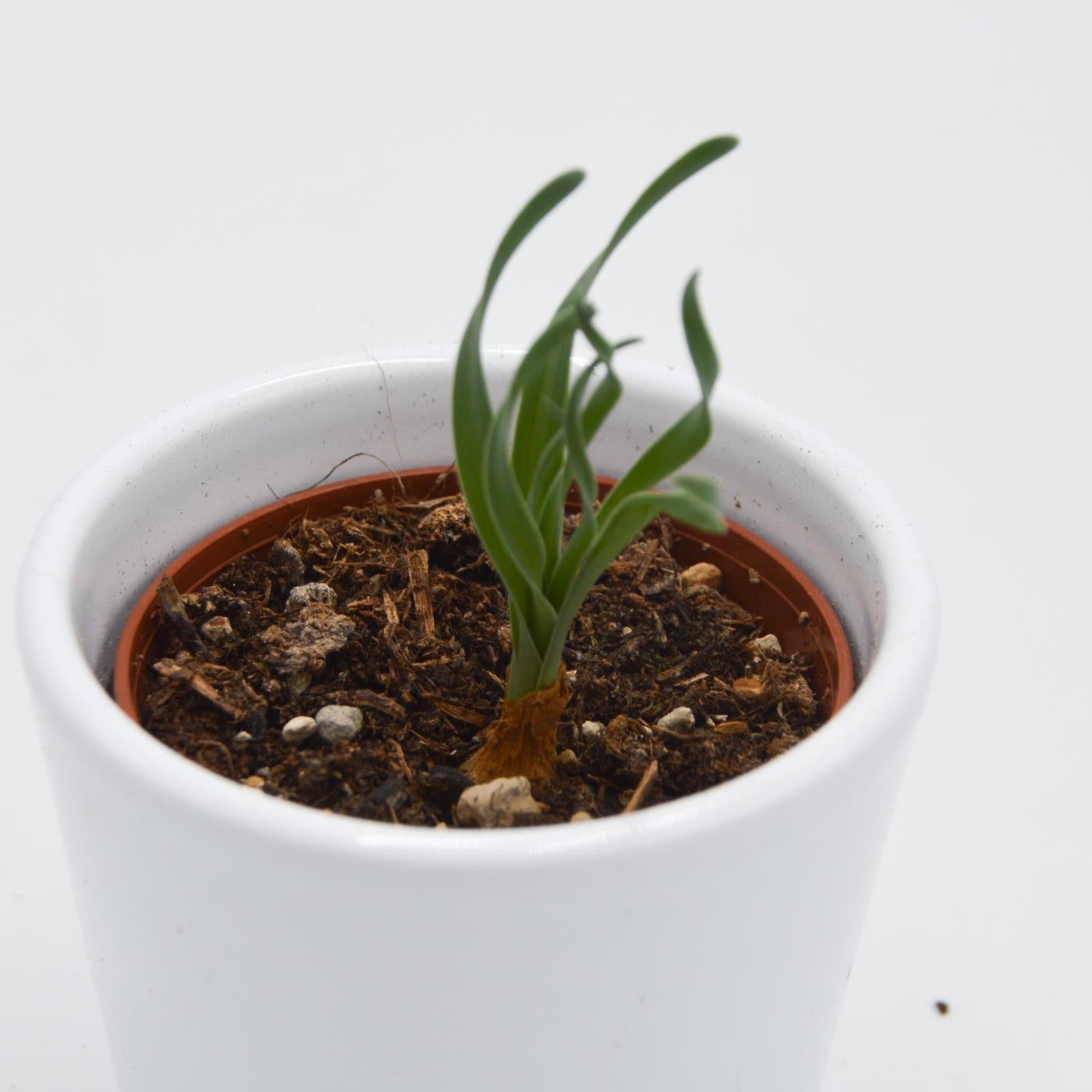 pasiora-albuca-concordiana-sukkulente-6cm image 1