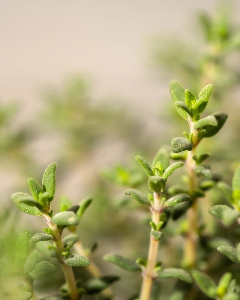 feey-echter-thymian-thymus-vulgaris-kr-uterpflanze image 6