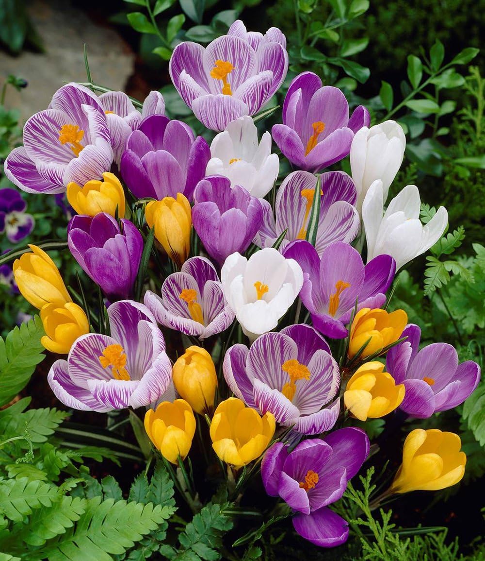 baldur-garten-60er-gro-blumiger-krokus-mix-zwiebeln-7-8-cm image 2