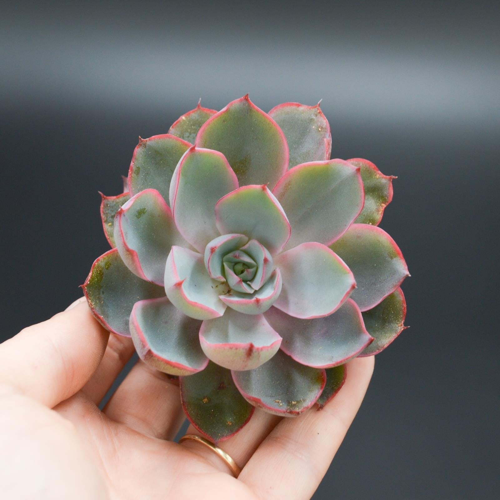 pasiora-echeveria-hera-steckling-indoor-sukkulente image 1